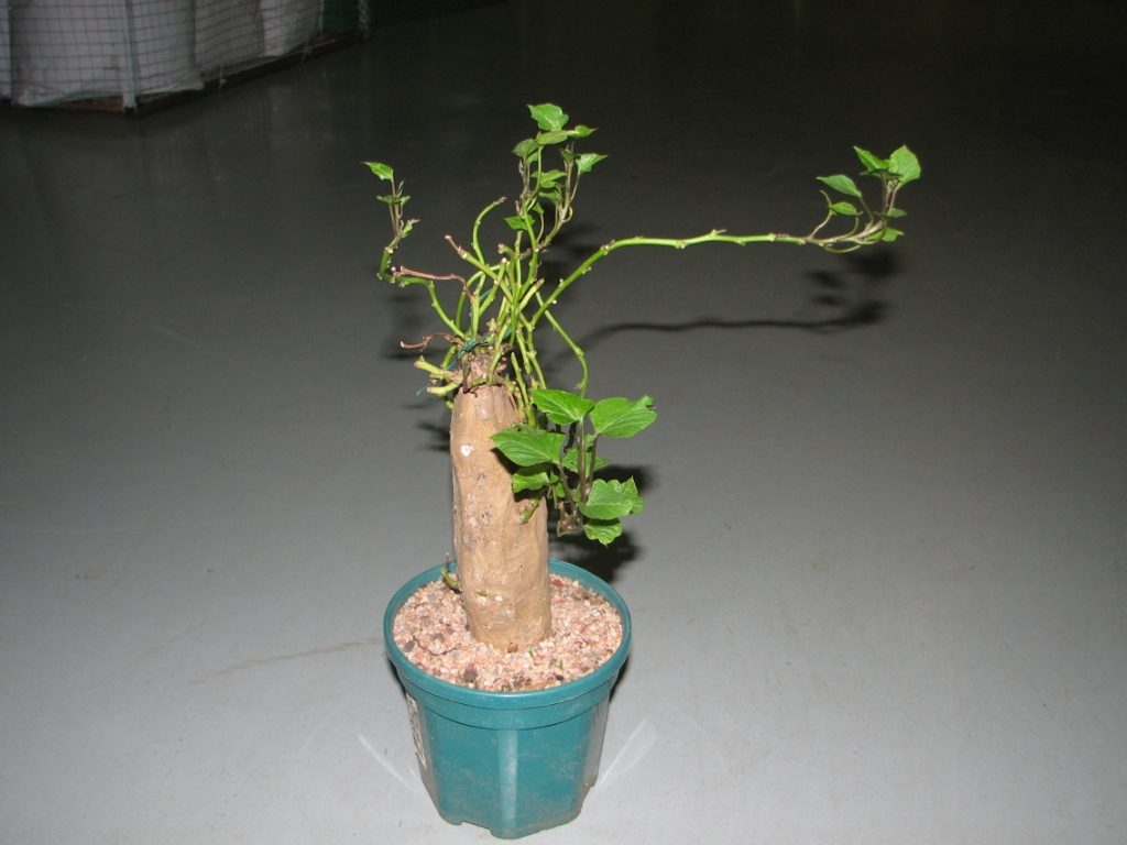 Arbre de patate douce coupé