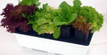 Cultiver des légumes verts en pots