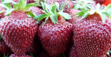 Parterre de fleurs cramoisi