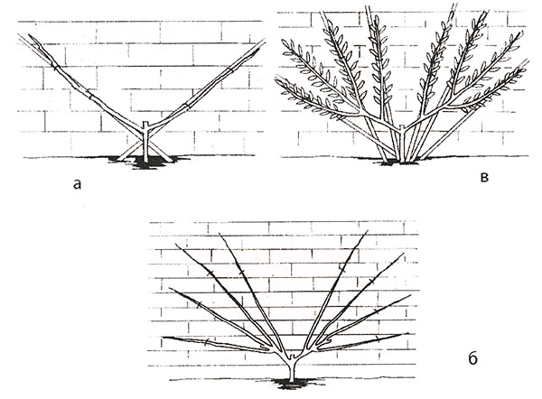 Schéma de la taille rajeunissante des figues