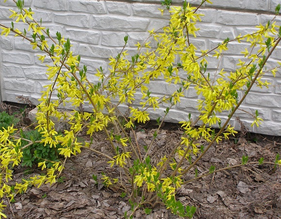 Le réveil du buisson de forsythia au printemps