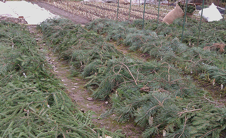 Isolation supplémentaire d'iris avec des branches d'épicéa