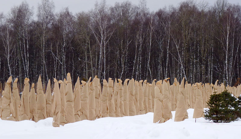 Isolation des arbustes avec des matériaux de revêtement non tissés