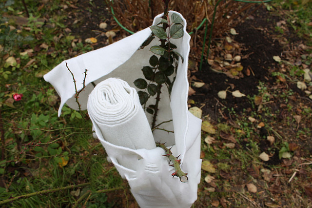 Wrap pour réchauffer les cultures ornementales pour l'hiver